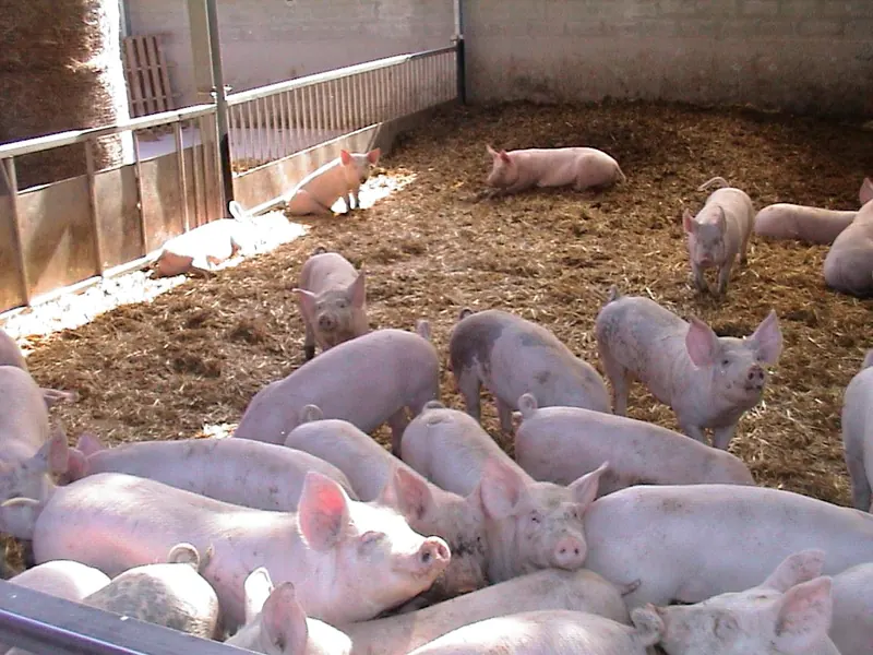 Suini liberi nel recinto con lettiera di paglia